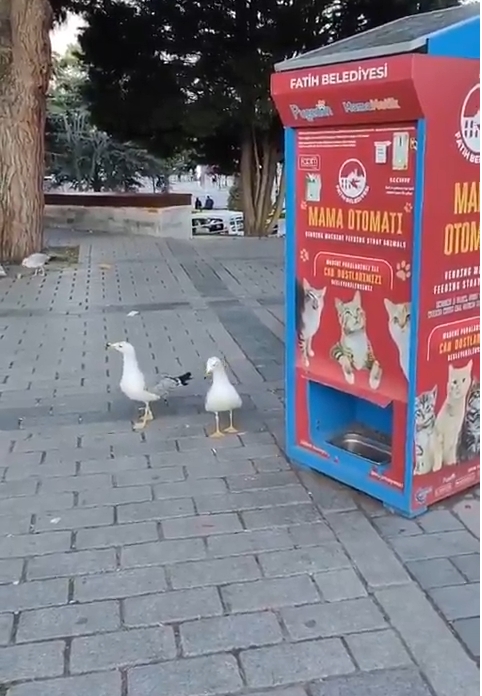 Gaviota maúlla y engaña máquina de comida para gatos