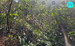 Un hombre murió en un accidente en la carretera Ixtepec–Zapotitlán. El auto cayó en la Barranca Onda. Autoridades investigan el hecho.