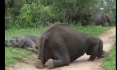 Elefantes se emborrachan tras comer fruta fermentada en reserva de Sudáfrica