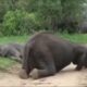 Elefantes se emborrachan tras comer fruta fermentada en reserva de Sudáfrica