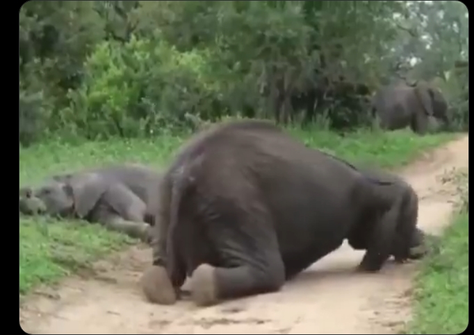 Elefantes se emborrachan tras comer fruta fermentada en reserva de Sudáfrica