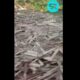 Vuelca tráiler con madera en San Francisco Coapan; hay un lesionado