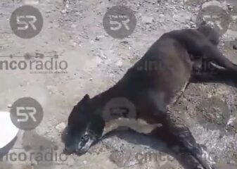 Denuncian envenenamiento de perros en la colonia Cabañas, al sur de Puebla