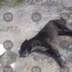 Denuncian envenenamiento de perros en la colonia Cabañas, al sur de Puebla