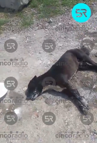 Denuncian envenenamiento de perros en la colonia Cabañas, al sur de Puebla
