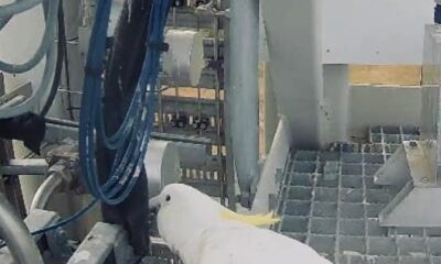 Una traviesa ave interrumpió el histórico lanzamiento del cohete Eris, tras causar daños en el sistema con sus picotazos a los cables.