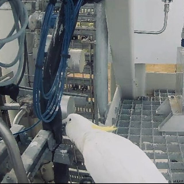 Una traviesa ave interrumpió el histórico lanzamiento del cohete Eris, tras causar daños en el sistema con sus picotazos a los cables.