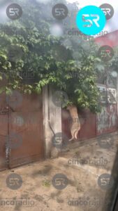 Perrito muere al quedar atorado en ventana; vecinos acusan negligencia en Bosques de Manzanilla