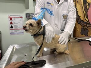 Atención médica básica a bajo costo para perros y gatos