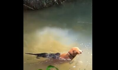 Cada día se reúnen en un pequeño lago para nadar y jugar juntos; el video de su inusual amistad se volvió viral.
