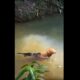 Cada día se reúnen en un pequeño lago para nadar y jugar juntos; el video de su inusual amistad se volvió viral.