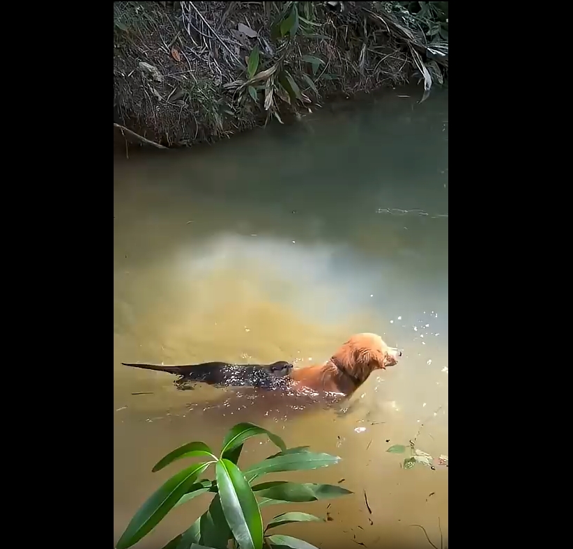 Cada día se reúnen en un pequeño lago para nadar y jugar juntos; el video de su inusual amistad se volvió viral.