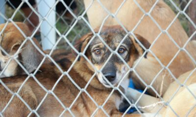 Rescatan a perros en abandono en Tehuacán; dos ya habían fallecido