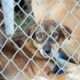 Rescatan a perros en abandono en Tehuacán; dos ya habían fallecido