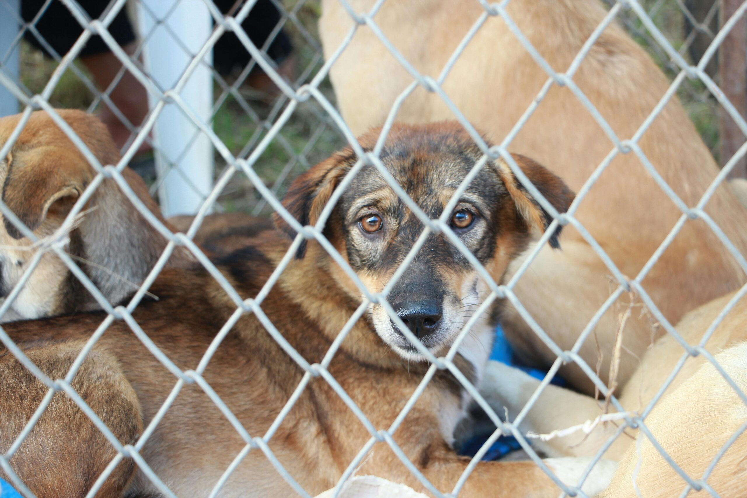 Rescatan a perros en abandono en Tehuacán; dos ya habían fallecido