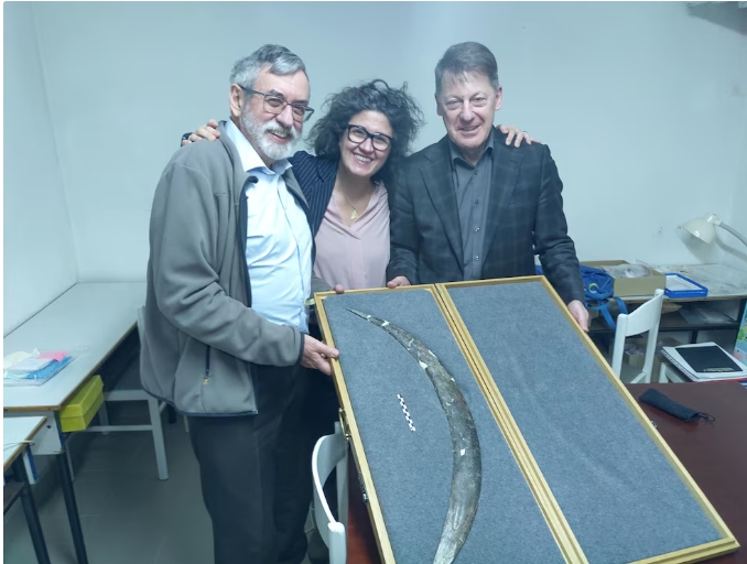 Descubren en Polonia el bumerán más antiguo de Europa, tallado en marfil de mamut