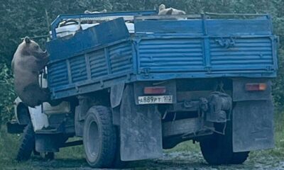 Oseznos fueron grabados “inspeccionando” un camión en Bashkortostán. Usuarios celebraron la escena con humor y pidieron pagarles con carne por el trabajo.
