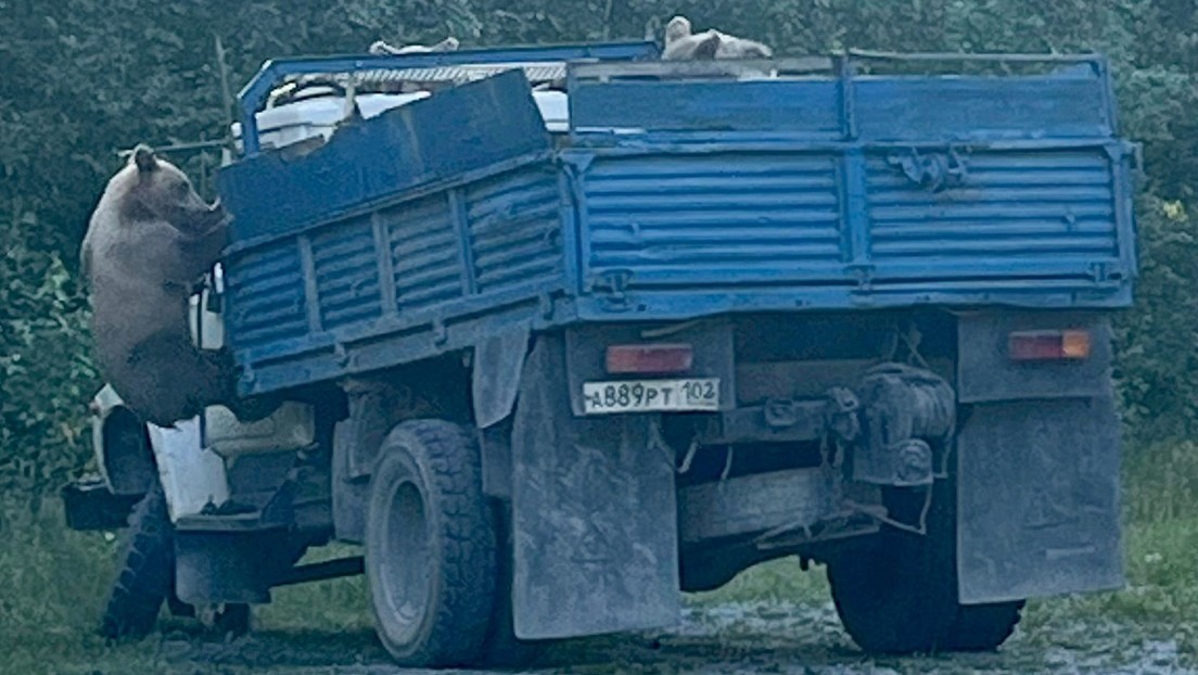 Oseznos fueron grabados “inspeccionando” un camión en Bashkortostán. Usuarios celebraron la escena con humor y pidieron pagarles con carne por el trabajo.