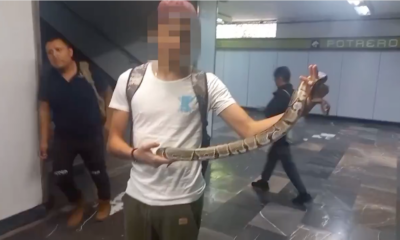 Detienen a menor por ingresar al Metro CDMX con una serpiente; enfrentará cargos por delitos contra la biodiversidad
