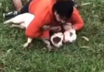Un luchador de Muay Thai logró inmovilizar a dos pitbulls que lo atacaron en Brasil. Sufrió heridas y el dueño de los perros enfrentará cargos legales.