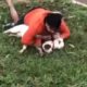 Un luchador de Muay Thai logró inmovilizar a dos pitbulls que lo atacaron en Brasil. Sufrió heridas y el dueño de los perros enfrentará cargos legales.