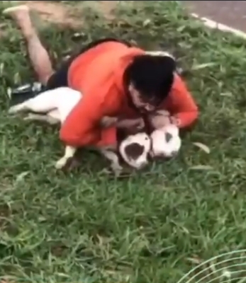Un luchador de Muay Thai logró inmovilizar a dos pitbulls que lo atacaron en Brasil. Sufrió heridas y el dueño de los perros enfrentará cargos legales.