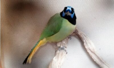 Profepa asegura 43 aves protegidas en casa de la Condesa tras denuncia ciudadana