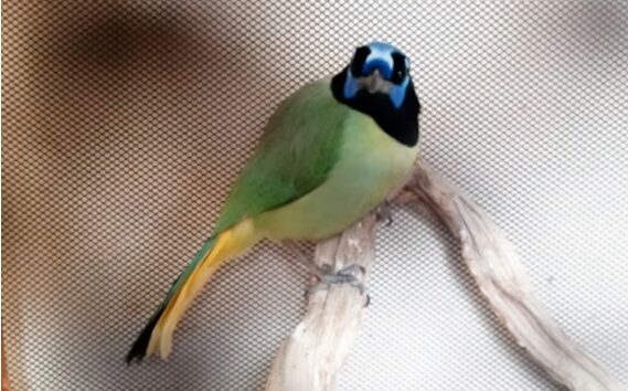 Profepa asegura 43 aves protegidas en casa de la Condesa tras denuncia ciudadana