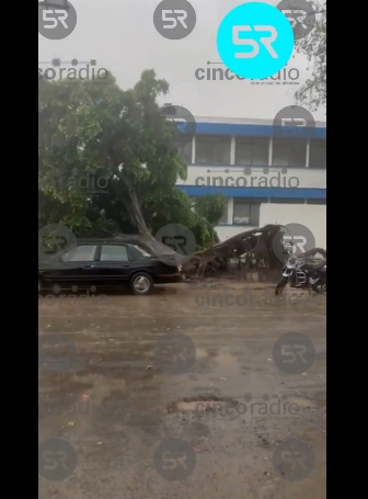 Cae árbol y derriba muro de primaria en la 24 Sur; hay cables en el suelo