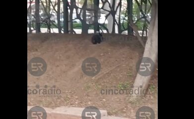 Abandonan conejo en el Parque del Arte de Puebla