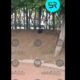 Abandonan conejo en el Parque del Arte de Puebla