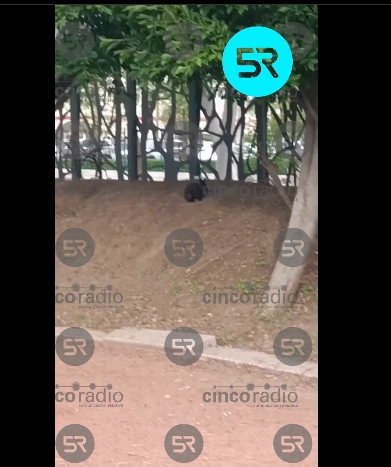 Abandonan conejo en el Parque del Arte de Puebla