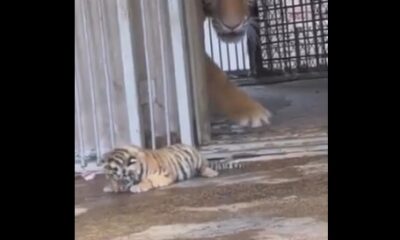 Tigre bebé escapa, pero su madre lo salva del robo