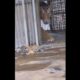 Tigre bebé escapa, pero su madre lo salva del robo
