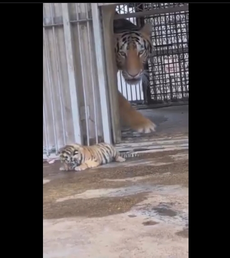 Tigre bebé escapa, pero su madre lo salva del robo