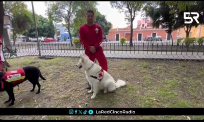 Este 21 de julio se celebra el Día Mundial del Perro reconociendo a los héroes de cuatro patas.