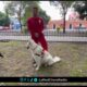 Este 21 de julio se celebra el Día Mundial del Perro reconociendo a los héroes de cuatro patas.