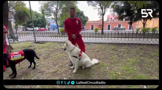Este 21 de julio se celebra el Día Mundial del Perro reconociendo a los héroes de cuatro patas.