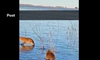 VIDEO: Capibaras quedan atrapadas en laguna congelada en Argentina