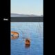 VIDEO: Capibaras quedan atrapadas en laguna congelada en Argentina