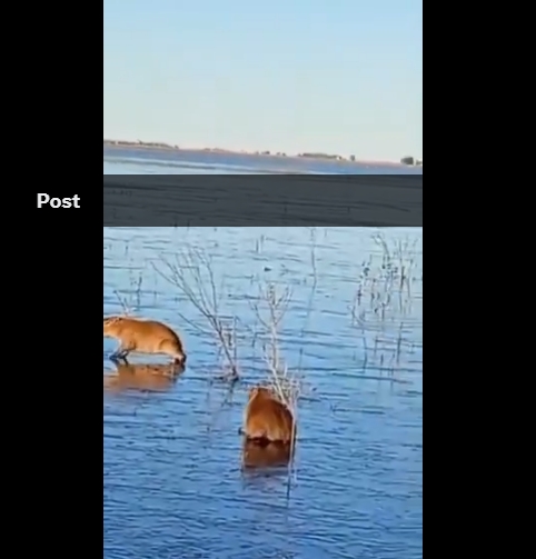 VIDEO: Capibaras quedan atrapadas en laguna congelada en Argentina