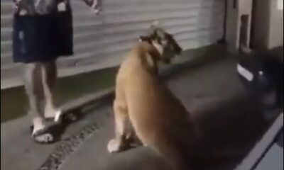 Sorpresa en Puerto Vallarta: extranjeros pasean mascota exótica en el Centro