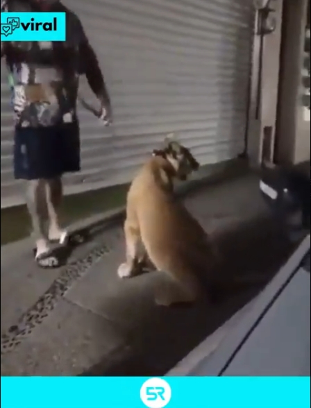 Sorpresa en Puerto Vallarta: extranjeros pasean mascota exótica en el Centro