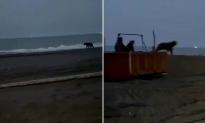 🎥 Fiesta de osos es interrumpida por un auto en Rusia