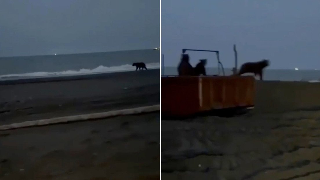 🎥 Fiesta de osos es interrumpida por un auto en Rusia