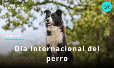 Este 21 de julio se celebra el Día Mundial del Perro, una fecha para reflexionar sobre su cuidado, adopción y labor en la sociedad.
