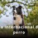 Este 21 de julio se celebra el Día Mundial del Perro, una fecha para reflexionar sobre su cuidado, adopción y labor en la sociedad.
