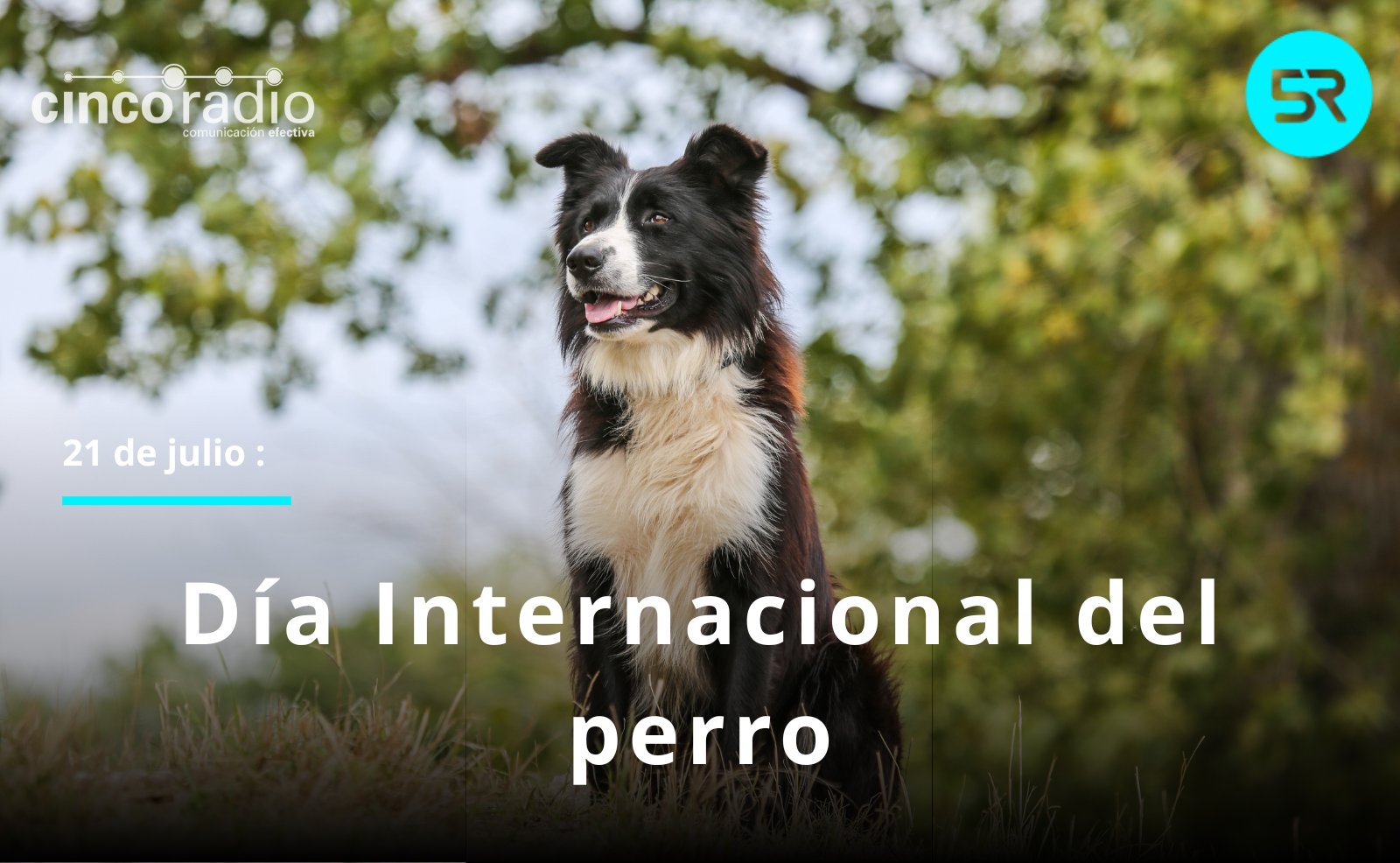 Este 21 de julio se celebra el Día Mundial del Perro, una fecha para reflexionar sobre su cuidado, adopción y labor en la sociedad.
