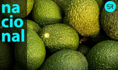 Con el nuevo protocolo fitosanitario, Brasil abre sus puertas al aguacate mexicano, ampliando el alcance de este producto a más de 200 millones de consumidores.