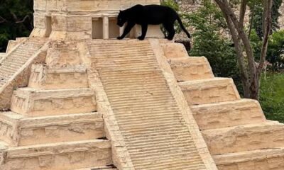 Una pantera negra fue captada en la cima de la pirámide del felinario en Animaya, Mérida. La imagen ha causado sensación en redes sociales.